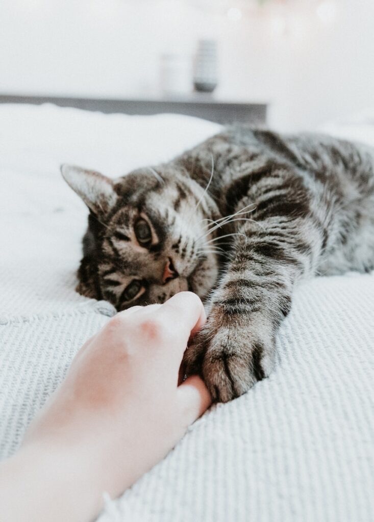 The Joy of Adopting a Cat