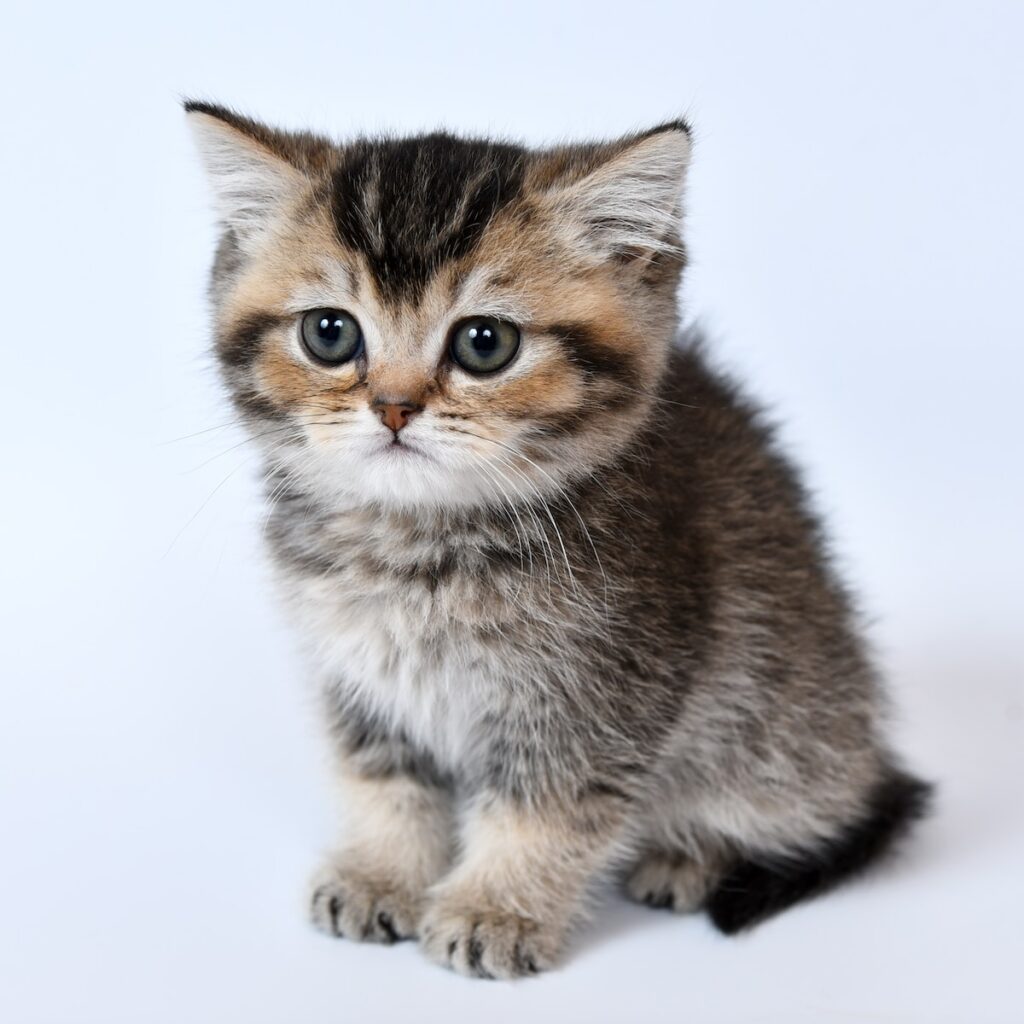 Why Do We Love Cats? The Science and Psychology Behind Our Feline Affection